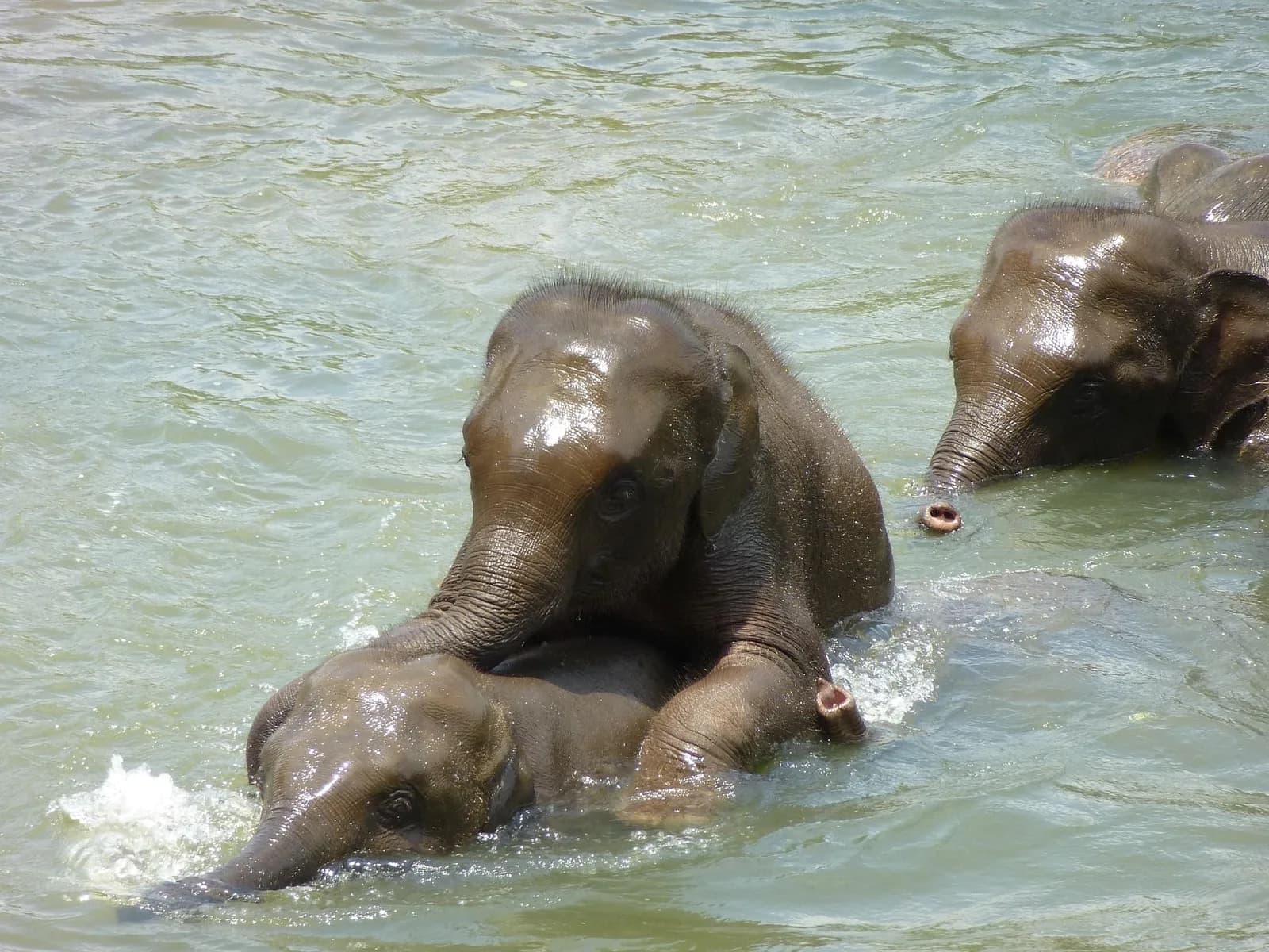 Majestic herd of wild Asian elephants grazing peacefully along the lakeside in Minneriya National Park, Sri Lanka.
