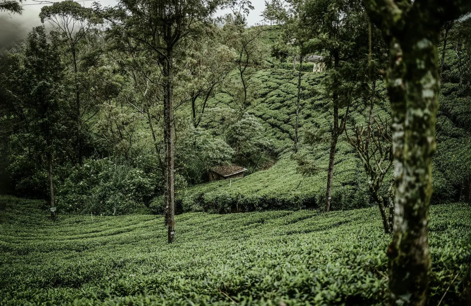 Lush emerald Ceylon tea plantations nestled in Nuwara Eliya, Sri Lanka.