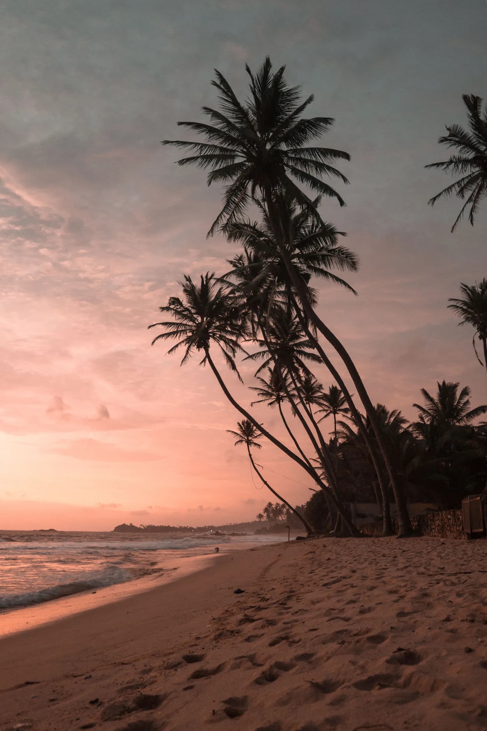 Warm golden light glowing over swaying coconut palms and tranquil ocean tide.