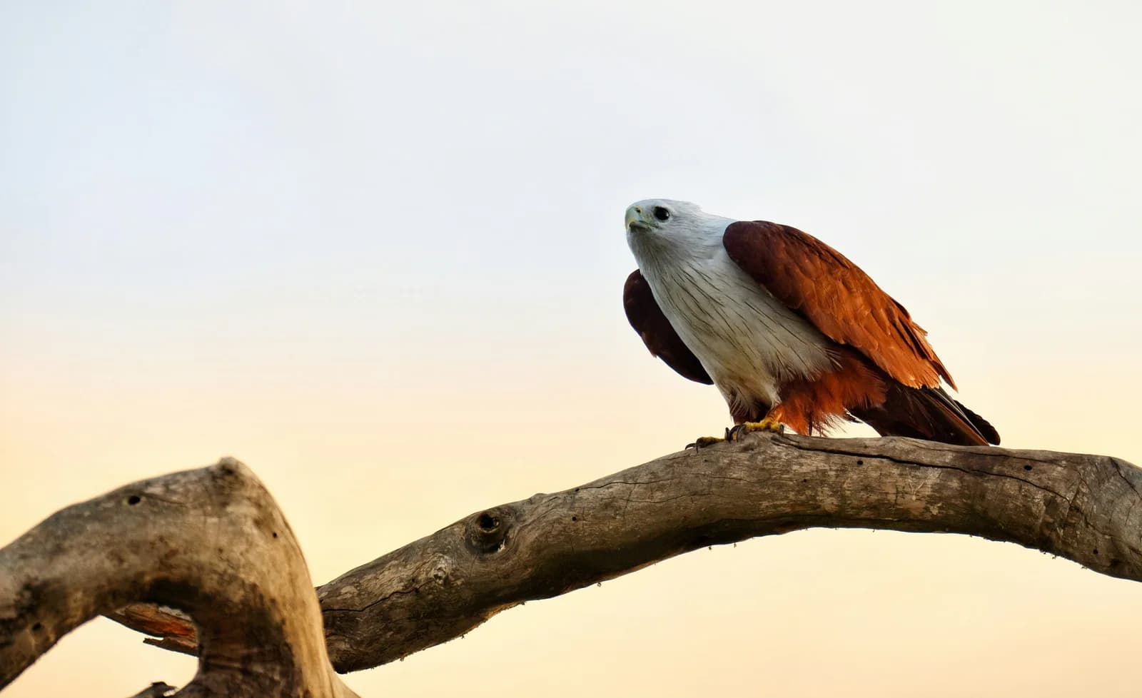 Colorful native tropical bird perched in lush jungle greenery.