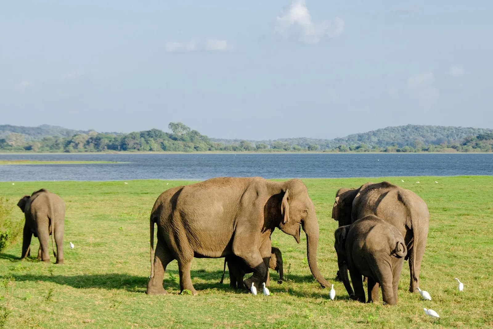 Wild elephant gathering in Minneriya National Park
