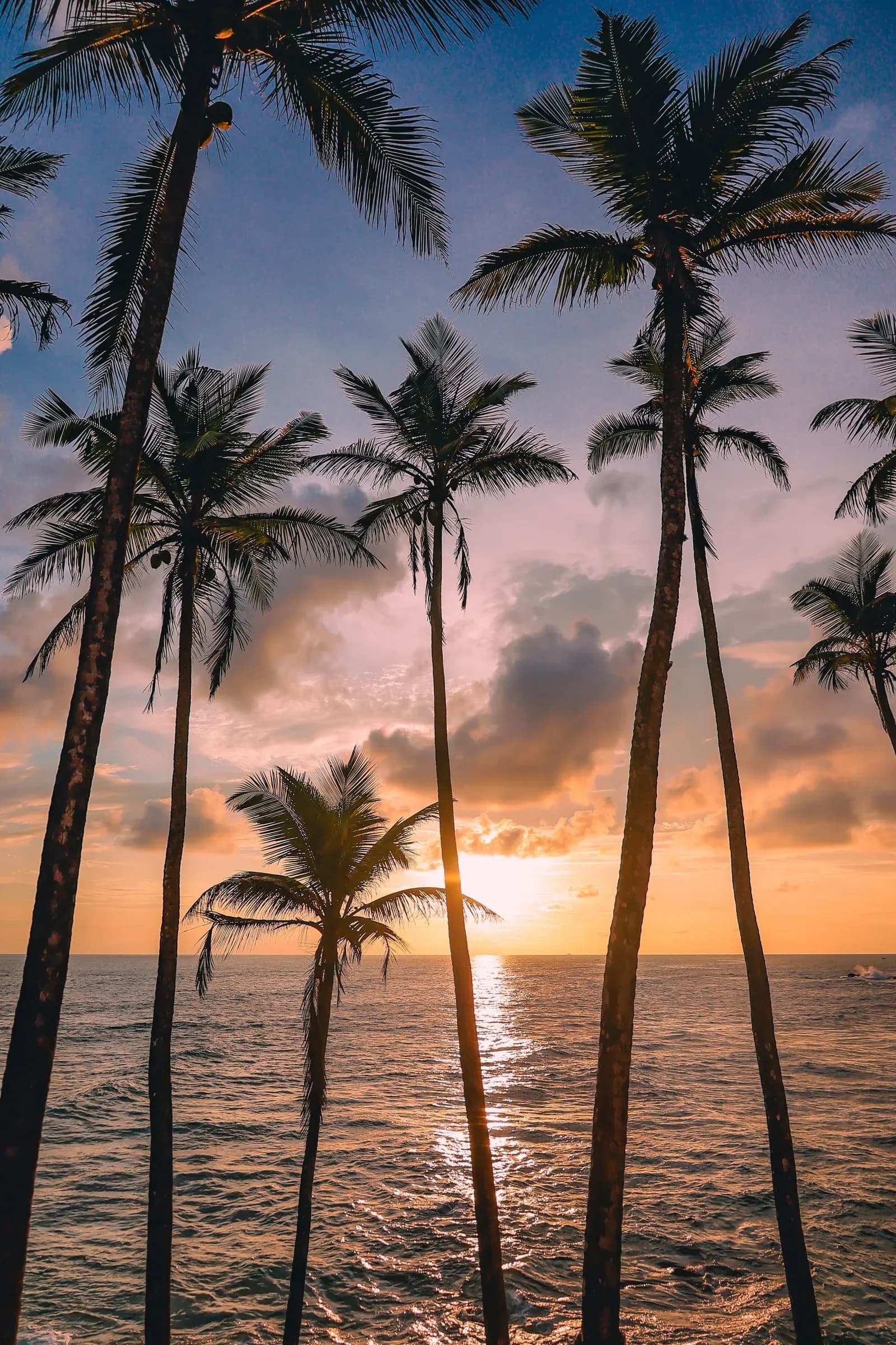 Iconic palm-covered promontory overlooking the azure Indian Ocean in Mirissa.