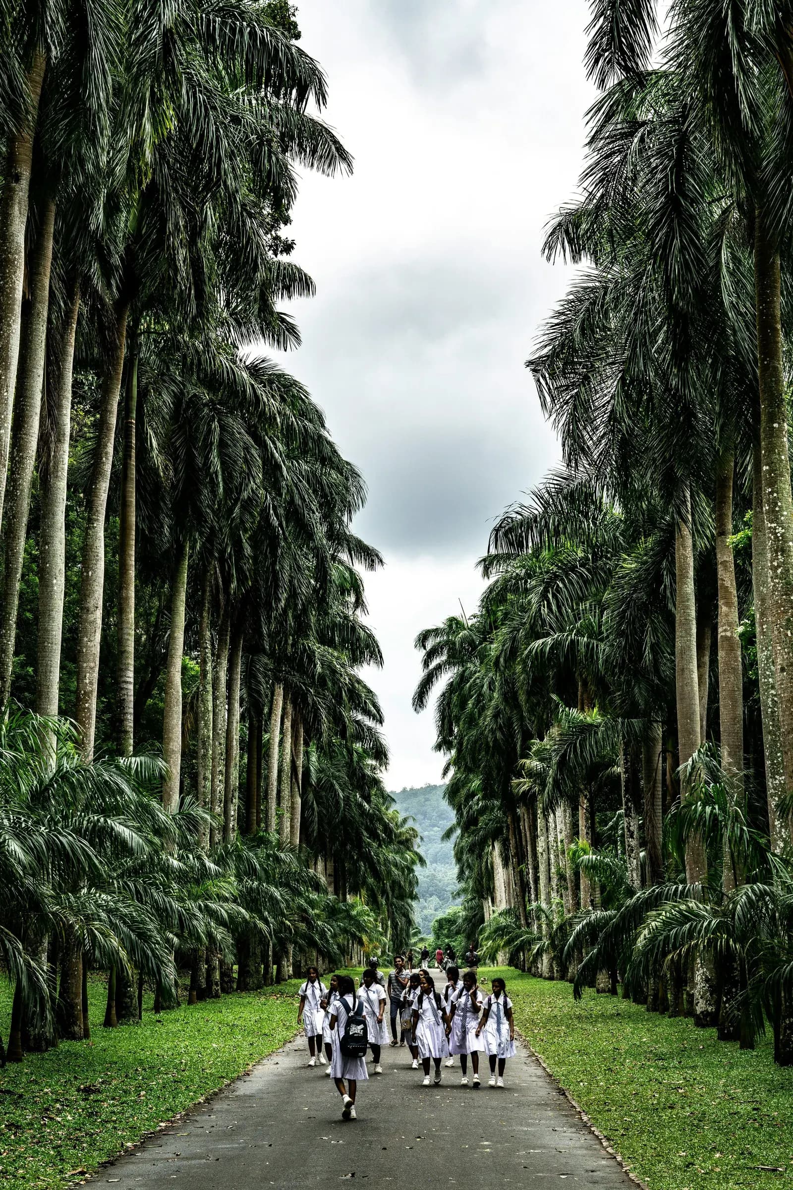 Grand avenue of towering royal palms and lush manicured botanic lawns.