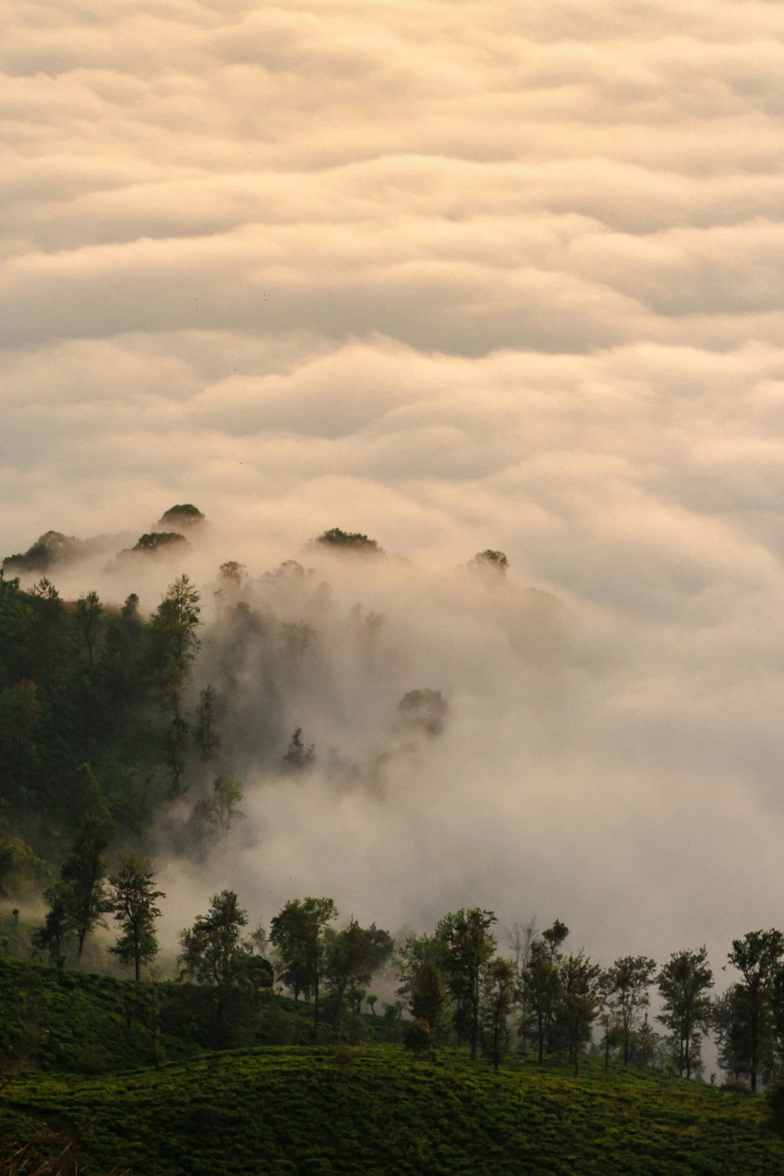Emerald green stepped tea plantations stretching across the upcountry mountains.