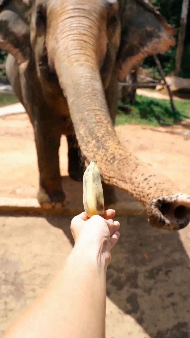 Gentle Elephant Encounter