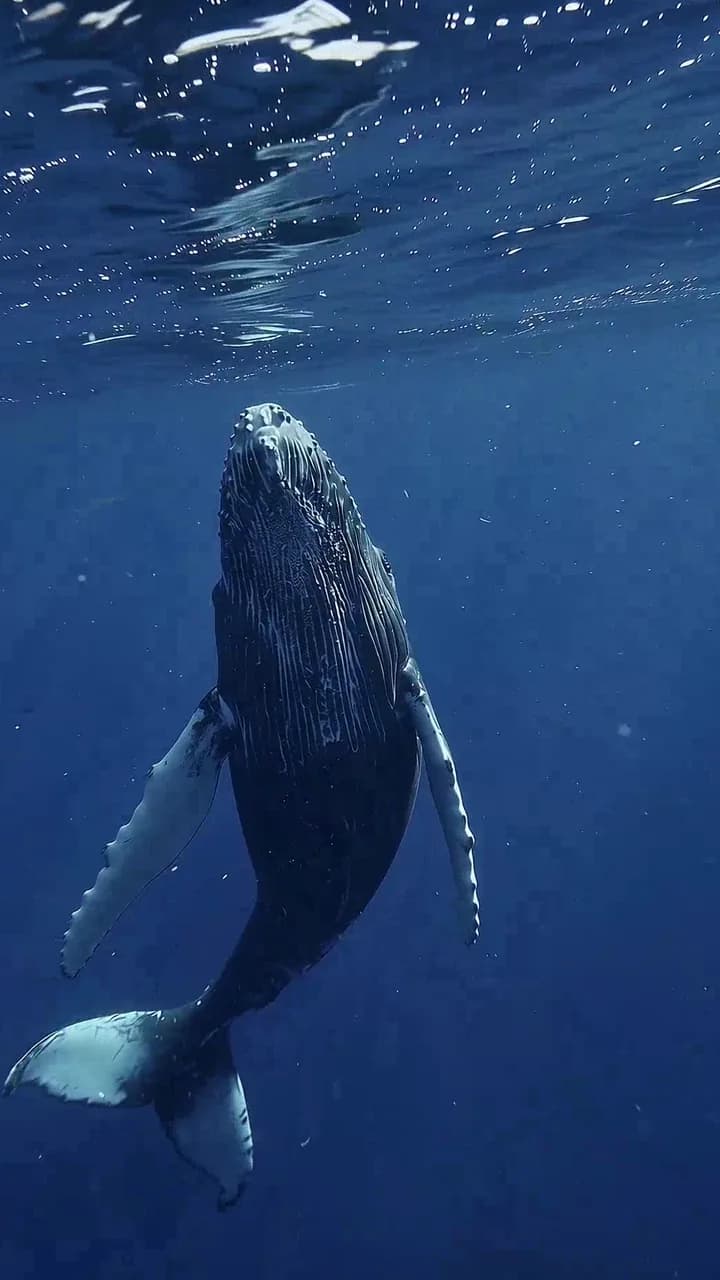 Blue Whale Ocean Giants