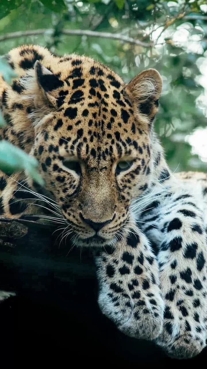 Ceylon Leopard Safari